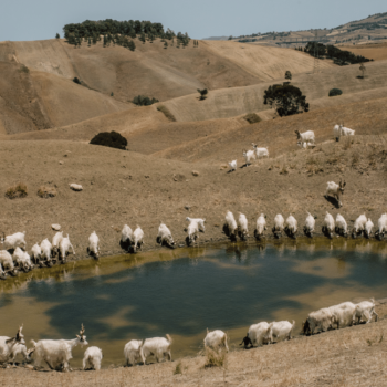siccita-in-Sicilia L’acqua alla gola (degli altri): dai furbetti di Vittel al grande scippo siciliano