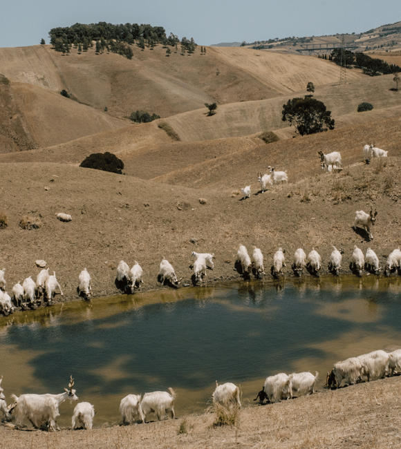 L’acqua alla gola (degli altri): dai furbetti di Vittel al grande scippo siciliano