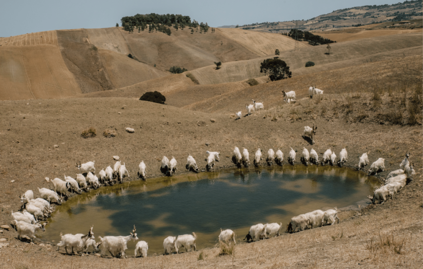 L’acqua alla gola (degli altri): dai furbetti di Vittel al grande scippo siciliano